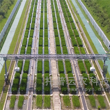 龍門(mén)式高通量表型采集分析平臺(tái)(地軌式)